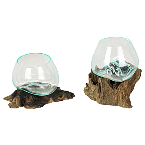 Set mit 2 geblasenem geschmolzenem Glas auf Teak-Treibholz, dekorative Schale/Mini-Terrarium, 15,2 cm hoch