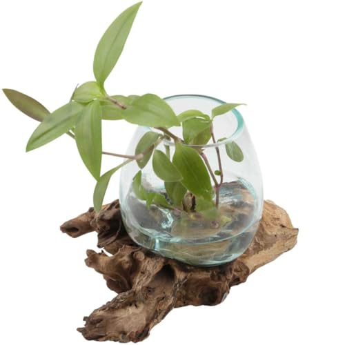 Glasvase auf Wurzelholz Ø12cm Höhe 14cm Recycling Glas & Teak Wurzel Holz handgefertigt extravagante Deko-Vase Weihnachten Glasschale Natur-Vase A12